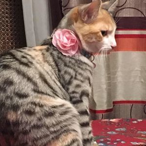 Meet your Posher, Minerva